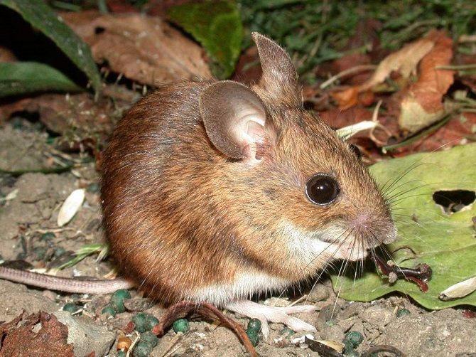 В природе мышь живет недолго